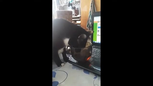 Кот пьет чай из трав смотреть онлайн