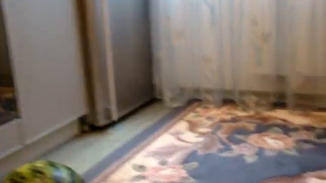 арбуз; прикол; катание на арбузе; Бокова Арина Юрьевна; семья Боковых