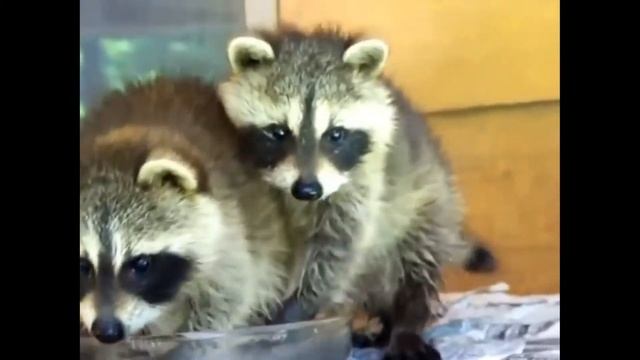 ОЧЕНЬ СМЕШНОЕ ВИДЕО С ЕНОТАМИ 2019@VERY FUNNY VIDEO WITH ANIMALS 2019 смотреть онлайн