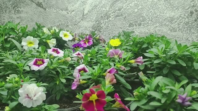 Мои НОВЫЕ Вегетативные Растения для Коллекции 2025 .Супер результат роста за 3 недели. смотреть онлайн