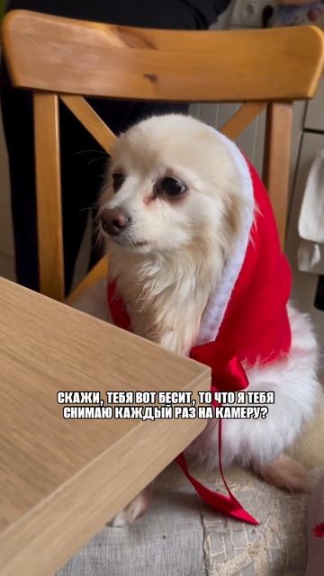 шпиц Кенди устала от пристального внимания камеры и сказала всё, что об этом думает 🙈