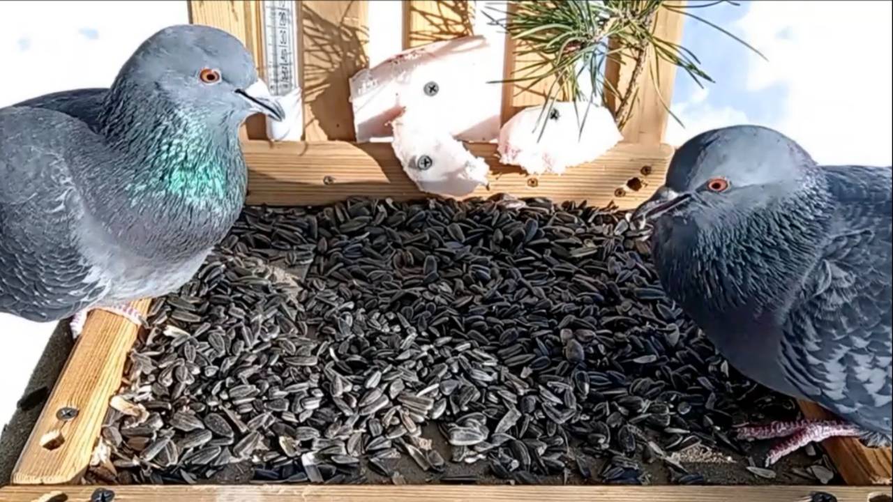 На кормушку прилетели Большие Синицы, Лазоревки, Голуби, Снегири и Сойки (11.02.2025 года) смотреть онлайн