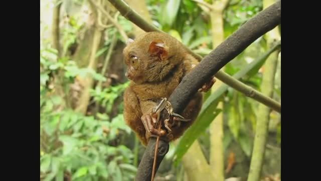 ДОЛГОПЯТЫ / CUTE TARSIERS смотреть онлайн