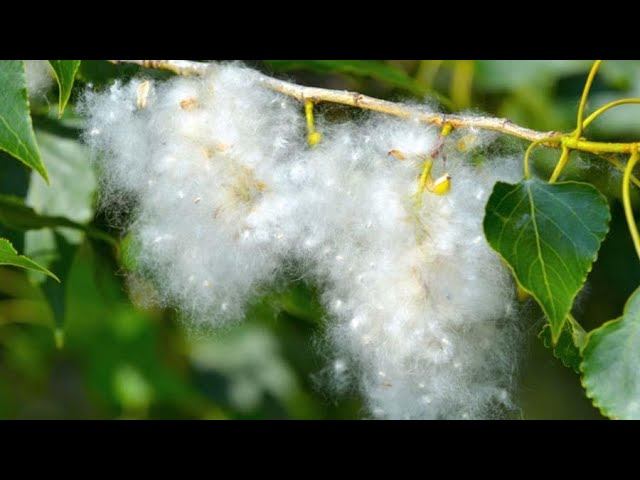 Клара Шахова - Тополиные метели. Читает Владислав Витковский смотреть онлайн