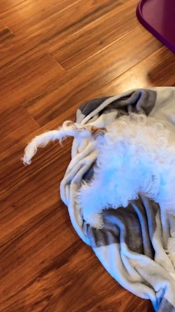 He’s … “smart” #cavapoo #cavapoodog #cavapoopuppy #puppy #dogs #sillydog