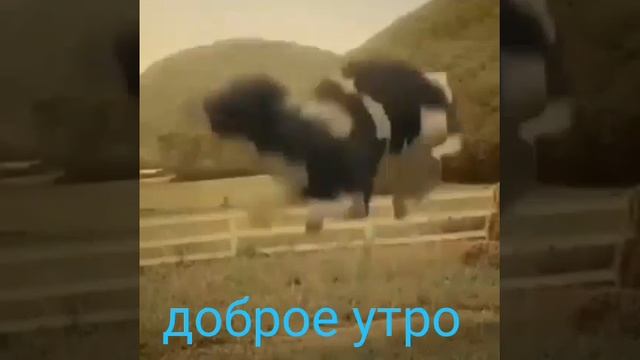 Доброе утро смотреть онлайн