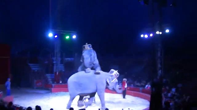show with elephants in the circus Kobzov / шоу со слонами в цирке Кобзов смотреть онлайн