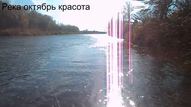 МЕДВЕДИЦА
