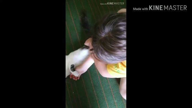 Смешной кот Кузя/ Приколы с котами/Инна Балаклейская смотреть онлайн