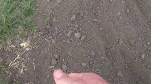 Посев пажитника