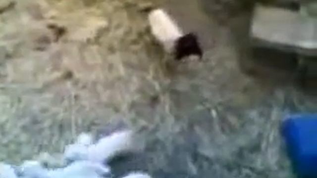 овца прикол смотреть онлайн