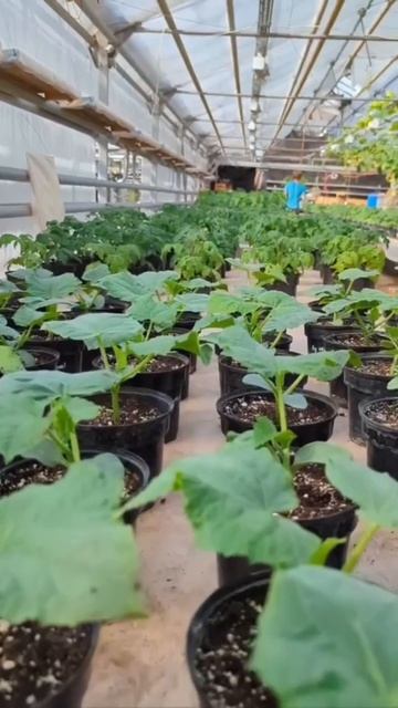 Огурцы и помидоры в одной теплице: секреты богатого урожая смотреть онлайн