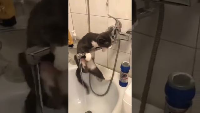 Прикольные котики - Весёлая подборка смотреть онлайн