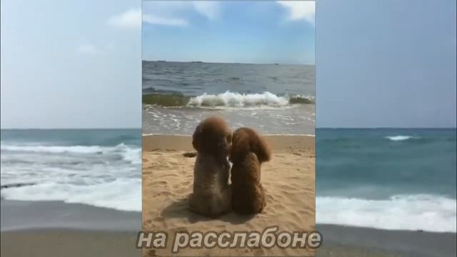 Влюблённая парочка. Юмор, приколы, позитив, свежее смотреть онлайн