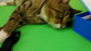 Как Следить за Котом в Отпуске Как Пользоваться GPS Трекером Кот Тигра едет на Юг | Pet Cat