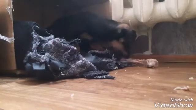 Щенок Тимка впервые кушает кость|Приколы 2019 смотреть онлайн