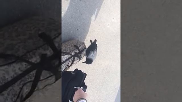 Ворона без комплексов смотреть онлайн