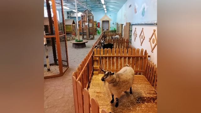 #хищники #совы #рыси #взоопаркезимой #братьянашименьшие #прогулкапозоопарку #взоопаркезимой #звери # смотреть онлайн