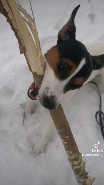 Майкимайк. Майкомка. Пёс он или бобёр?)))) Ням Ням Ням Ням