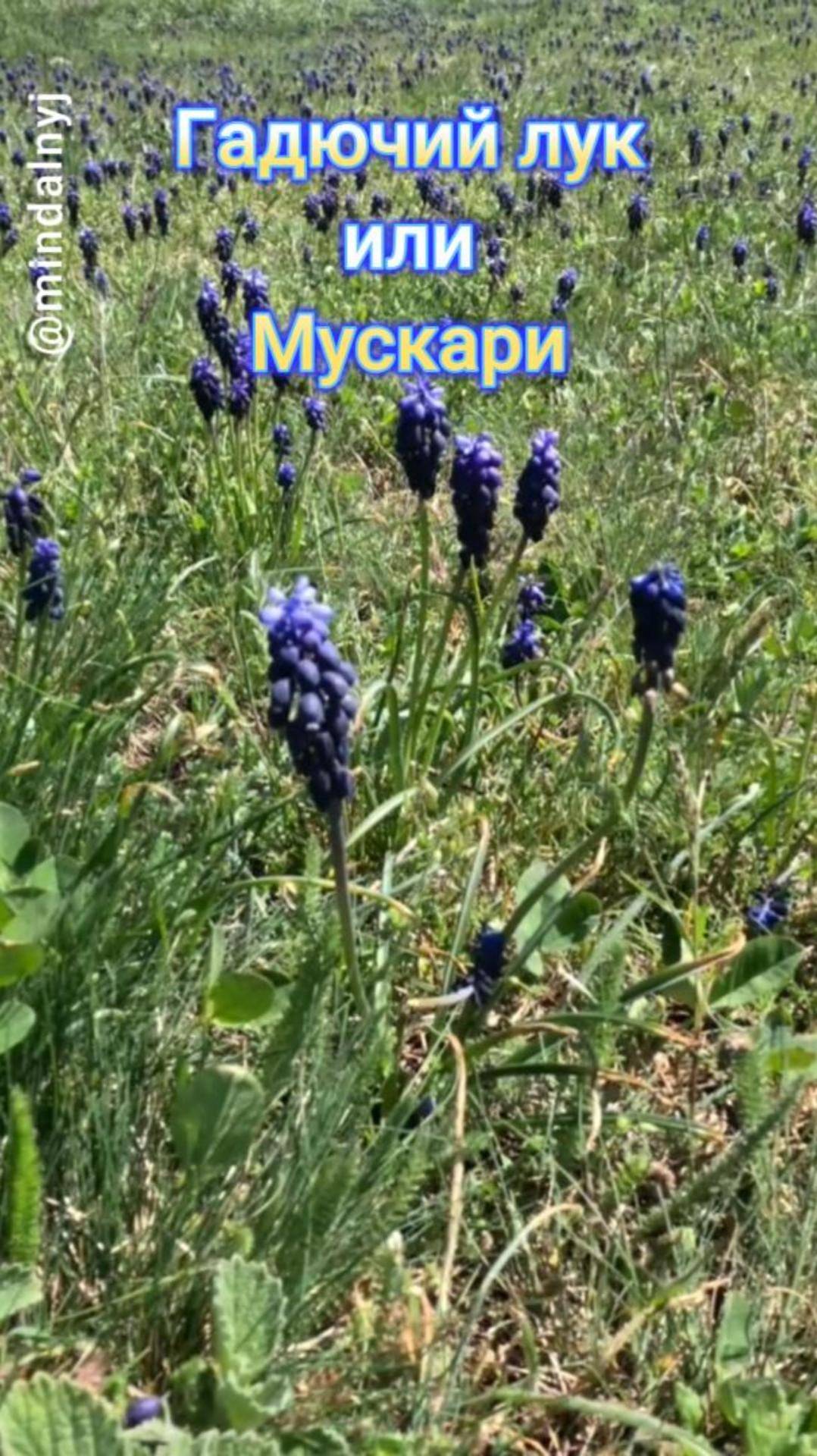 Мускари или Мышиный гиацинт ) смотреть онлайн