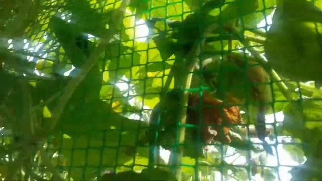 фильм и это всё о нём бахчевые смотреть онлайн