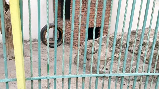 Зоопарк в Грозном. Смешные обезьянки смотреть онлайн