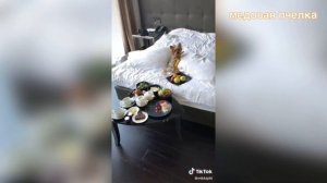 ЛУЧШИЕ ВАЙНЫ И ПРИКОЛЫ ТИК ТОК | Злой Пёс