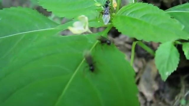 Шлюбний політ пахучої мурахи-деревоточця / Nuptial flight of the jet black ant смотреть онлайн