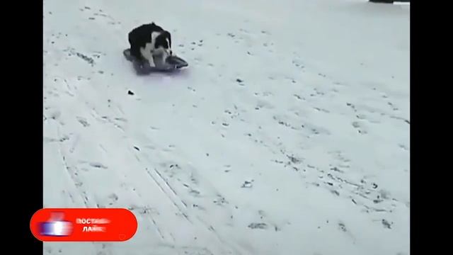 Лучшие приколы 2019 Февраль | Тест на психику | ПО ПРИКОЛУ#68😂 | Свежая подборка смотреть онлайн