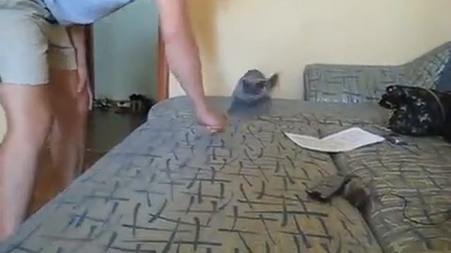 Прикол над котом смотреть онлайн