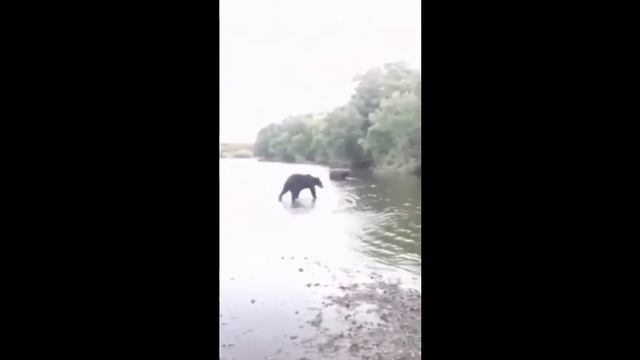 #Медведи# Медведи пришли к рыбакам за рыбой смотреть онлайн