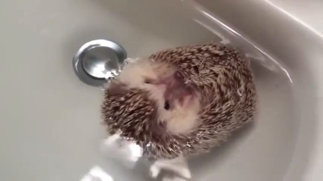 Ютуб приколы с животными Умопомрачительный ежик  Funniest Animals