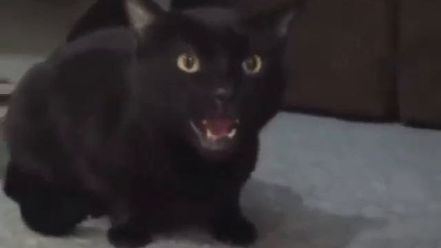 Поющие коты. смотреть онлайн