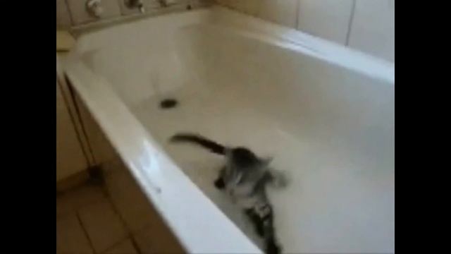 Киса в ваннай Чёткий прикол) смотреть онлайн