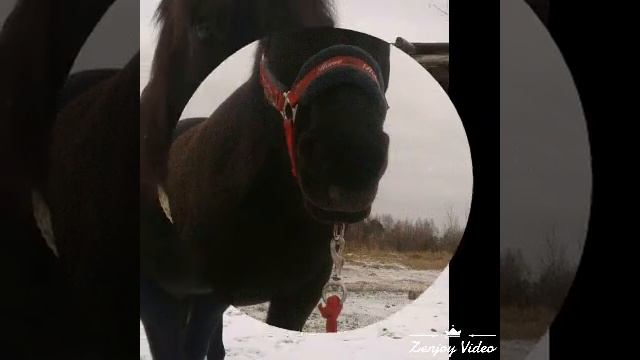 Между нами любовь|конная версия|