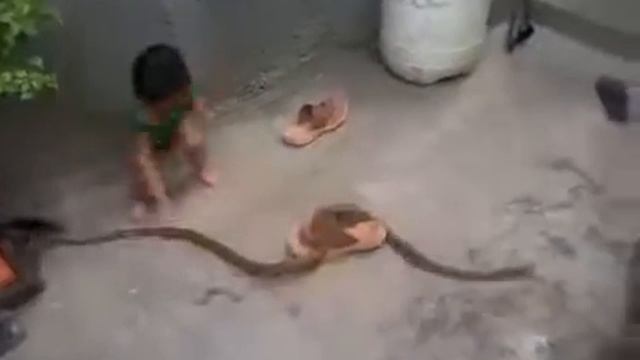 Смешное видео маленький мальчик хочет играть со змеей/Funny little boy wants to play with a snake