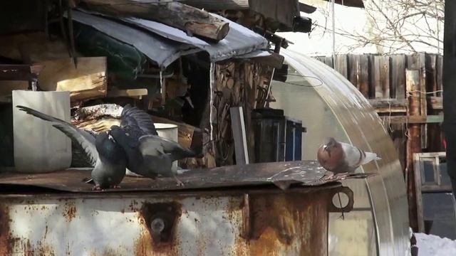 Болевой приём голубя Pigeons fight смотреть онлайн