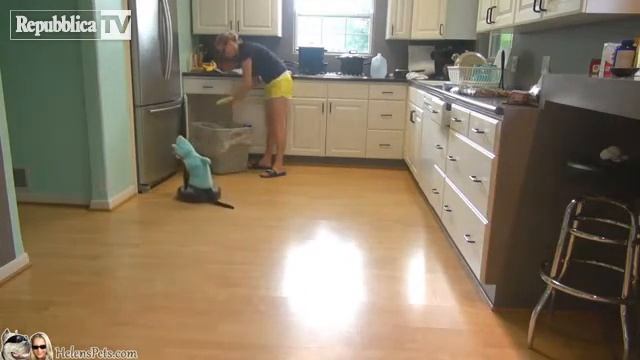 Котэйка в костюме акулы пылесосит пол смотреть онлайн