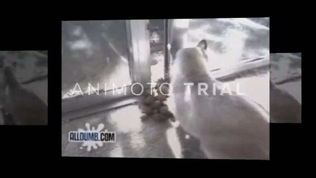 самые свежие приколы ютуба смотреть онлайн