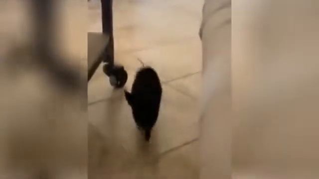 Я РЖАЛ ПОЛ ЧАСА СМЕШНЫЕ ЖИВОТНЫЕ , КОТЫ СОБАКИ И ДРУГИЕ ПРИКОЛЫ смотреть онлайн