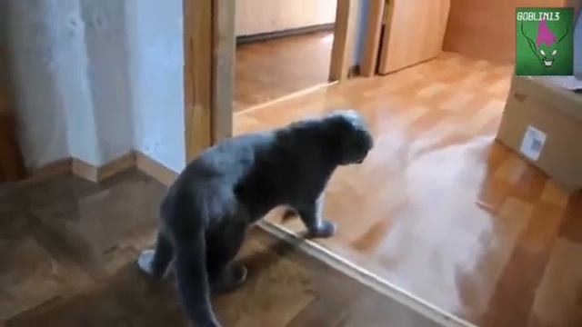 Прикол!Пьяный кот вернулся домой смотреть онлайн