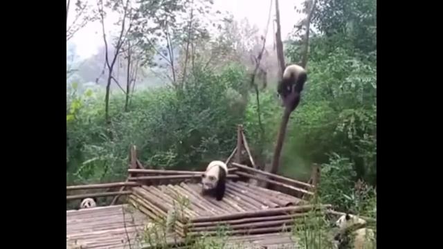 приколы фишка смотреть онлайн