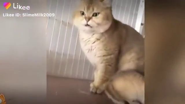 Приколы котов смотреть онлайн