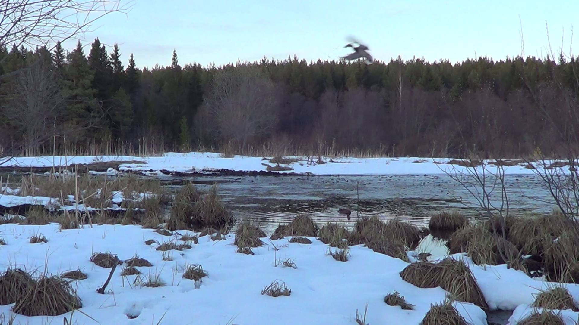 ВЕСЕННЯЯ ОХОТА НА СЕЛЕЗНЯ С ПОДСАДНОЙ. 29.04.2025г. смотреть онлайн