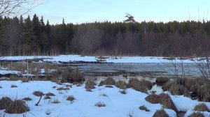 ВЕСЕННЯЯ ОХОТА НА СЕЛЕЗНЯ С ПОДСАДНОЙ. 29.04.2025г.