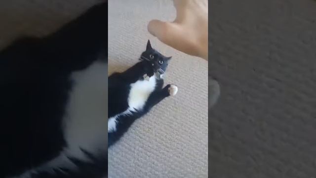 Как раздражать кота смотреть онлайн