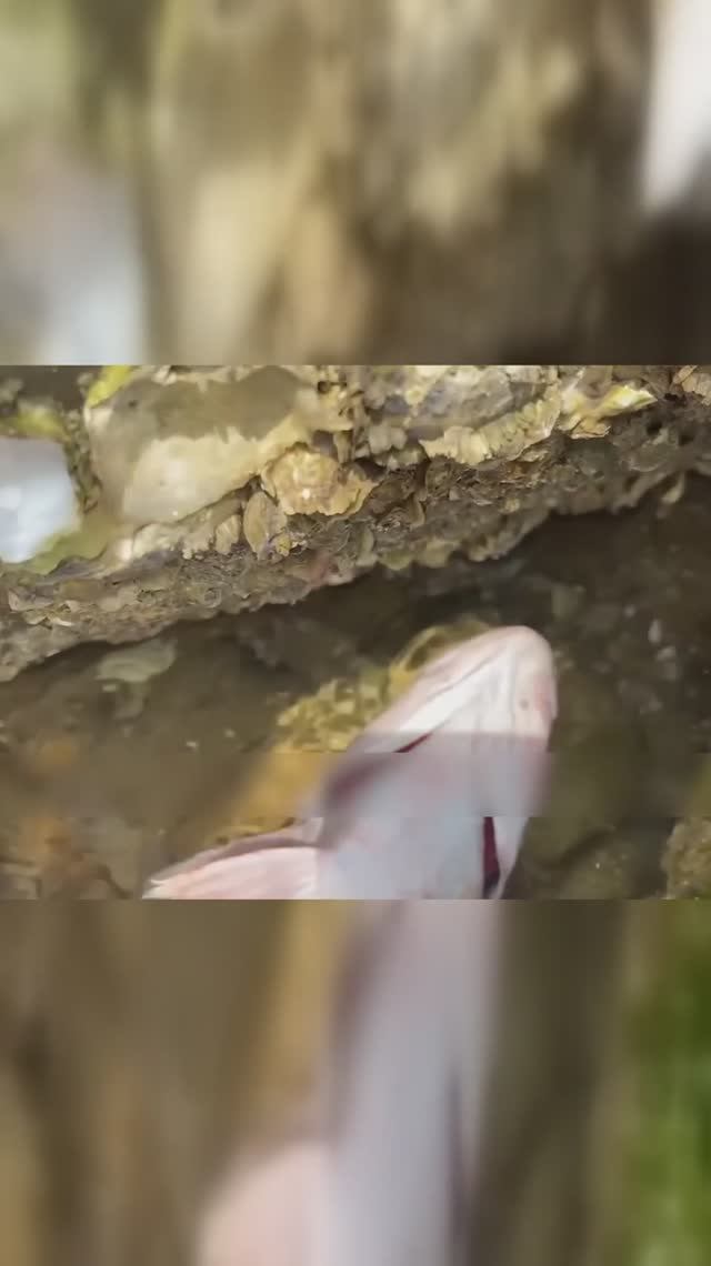 Сяо Чжан и китайские морепродукты. Рыбачка бросилась к морю... смотреть онлайн