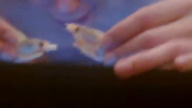 ха вот это прикол мудак раздувает за креветок.mp4 смотреть онлайн