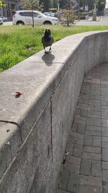 Наглая ворона с бесарабки есть колбасу.Опасно для жизни