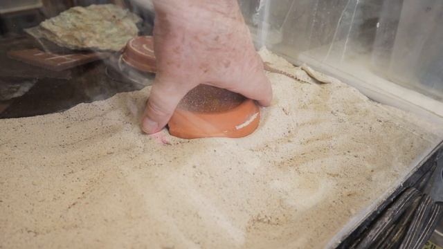 Breeding Heteronotia binoei | A parthenogenic gecko смотреть онлайн